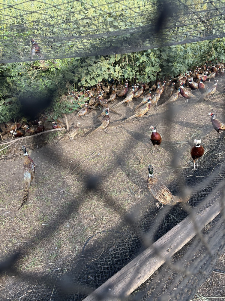 Adult ringneck pheasant roosters for sale South Dakota
