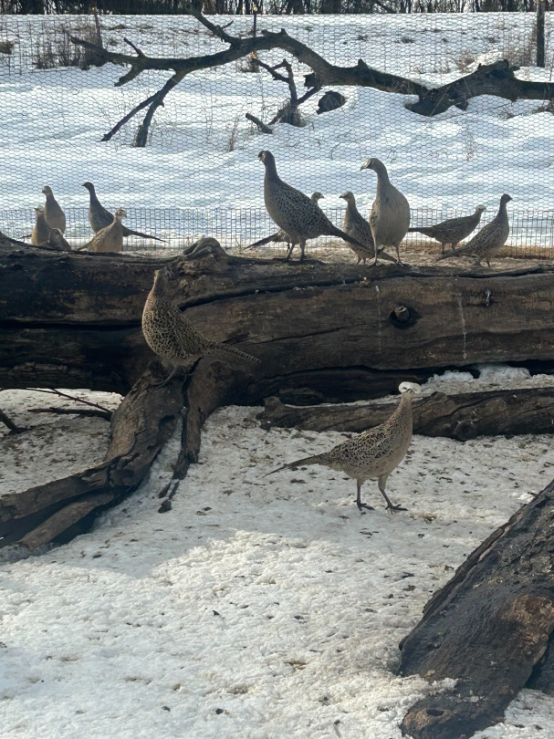 Adult ringneck pheasant hens for sale South Dakota