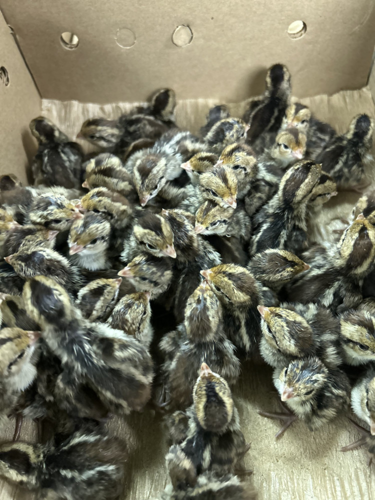 Sexed ringneck pheasant rooster chicks for sale South Dakota