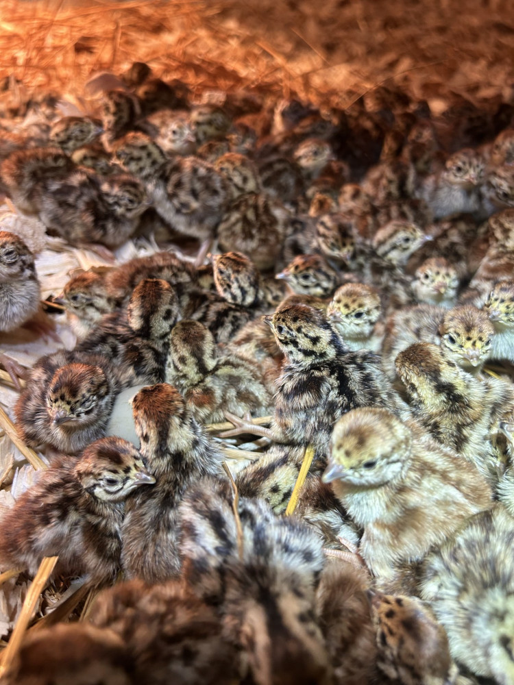 Sexed ringneck pheasant hen chicks for sale South Dakota