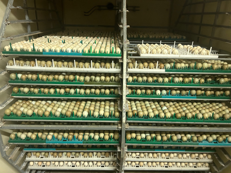 Bobwhite quail chicks for sale South Dakota