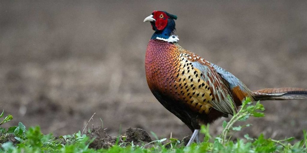 Pheasant chicks